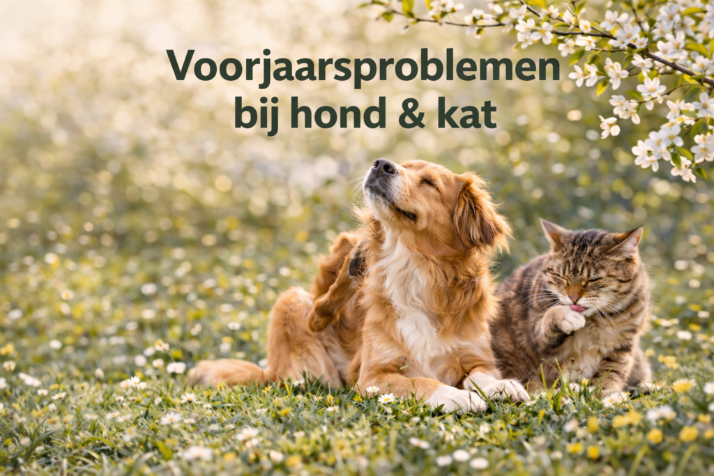 Hond en kat samen in het voorjaar in het gras terwijl de hond krabt en de kat zich wast – beeld bij pollen en jeukklachten bij honden en katten